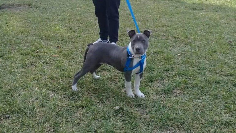 Ciro apareció sano y salvo gracias a la intervención de un vecino que lo compró para devolvérselo a sus dueños.