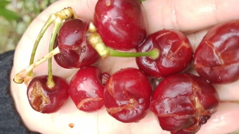 La piedra causó fuerte daño en la cereza de Chimpay. 