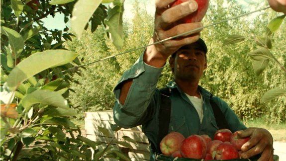 Llegarán 16 mil golondrinas para levantar la cosecha en el Alto Valle