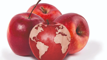 proyectan un crecimiento del 4% para el comercio de la manzana