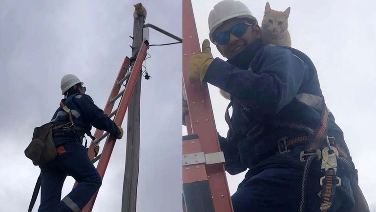 Subió más de 20 metros para rescatar a un gatito