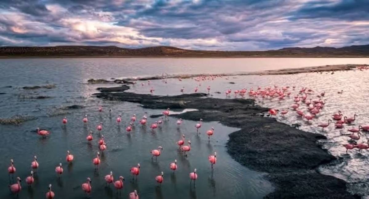 La laguna que revivió tras 12 años y recuperó su encanto natural: cómo llegar a la belleza rionegrina del milagro.