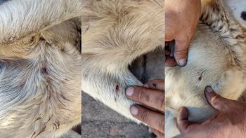 perro atacado.jpg