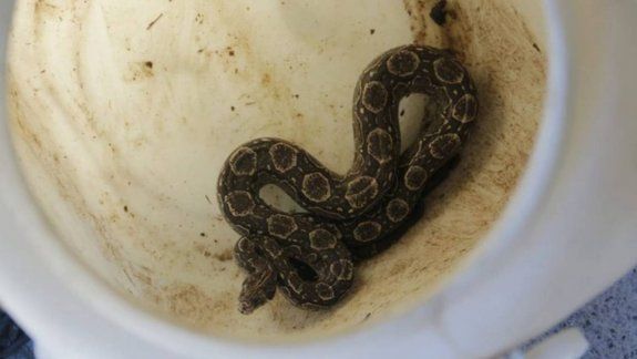 Apareció una boa dentro del auto mientras manejaba