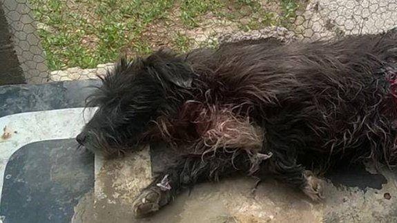 Intentaron robarle y casi matan a su perro a puñaladas