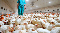 la unrn brindara una clase abierta gratuita sobre la gripe aviar