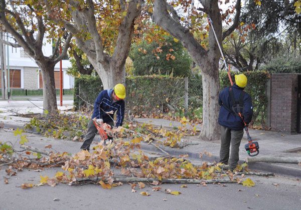 Está por comenzar una nueva temporada de poda