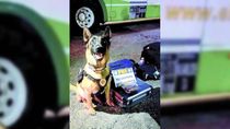 El perro Máximo es infalible con la droga.