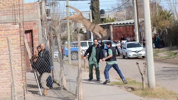 Impactante video: así se escapó el puma que apareció en un barrio de Neuquén