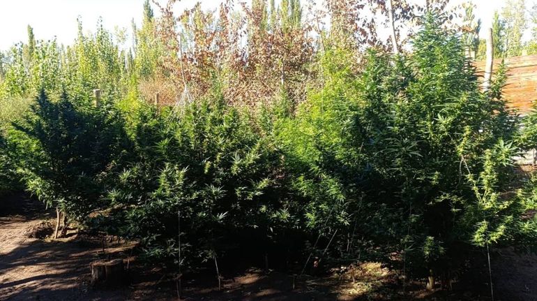 Hasta la policía se sorprendió al hallar una plantación de marihuana y armas en el lugar.