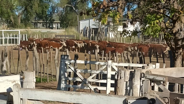 Un total de 127 vacas secuestraron en el operativo: 57 no tenían marca identificatoriay las las otras 70 presentaban distintas marcas. 