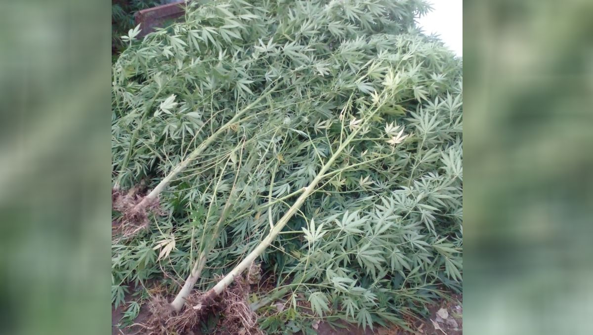 Fueron por una moto robada y hallaron un cultivo de marihuana