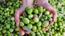 El sur argentino se suma al mapa mundial del aceite de oliva.