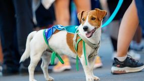 La Corrida tendrá por segundo año consecutivo un espacio para las mascotas. | LMCipolletti.com La Corrida tendrá por segundo año consecutivo un espacio para las mascotas.