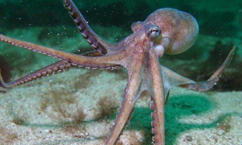Un buzo marisquero se cruzó con dos ballenas en Las Grutas