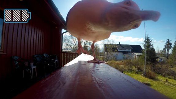 Una gaviota se robó una GoPro y esto fue lo que grabó