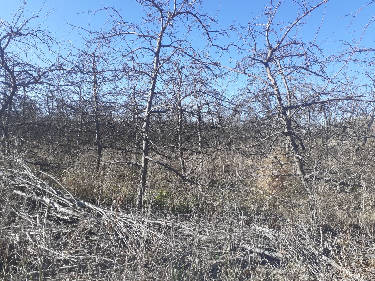 Desmontarán chacras para tener leña y calefaccionarse