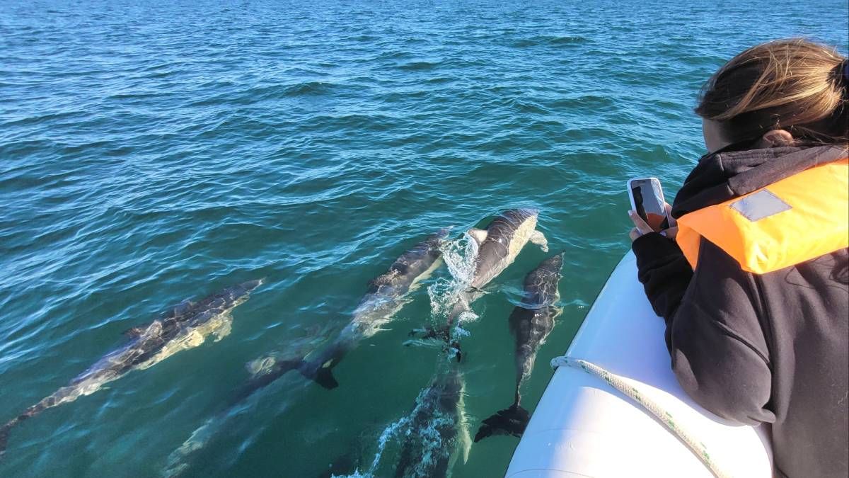 Los delfines brindaron un espectáculo único en Las Grutas.