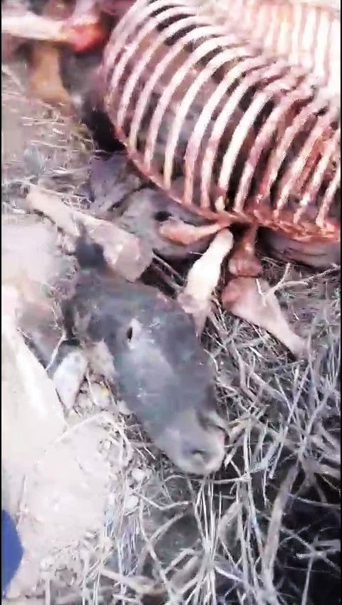 Inquieta en Ferri la existencia de un matadero clandestino de caballos que, tras descarnar las osamentas, esparciría costillares, cabezas y demás huesos en tierras rurales de sus alrededores.