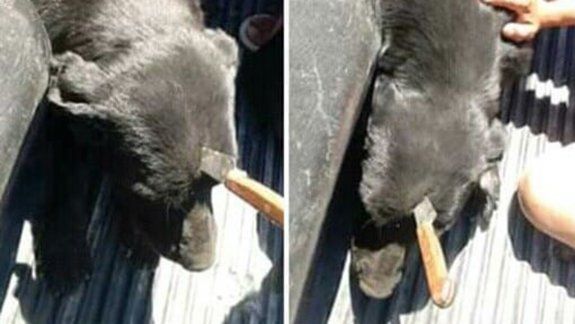 Aberrante: le clavaron un cuchillo en la cabeza a un perro en Viedma