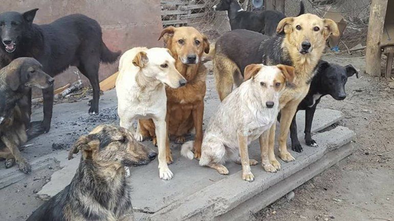 Los perros tienen que ser adoptados para conseguir una vida mejor.