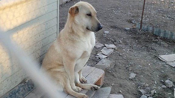 Adoptaron a una perrita y la devolvieron porque hacía pozos