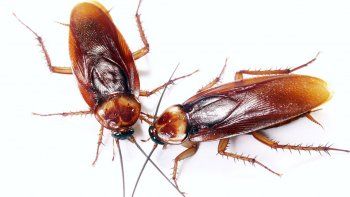 las cucarachas acosan a los presos en la carcel de roca las cucarachas acosan a los presos en la carcel de roca