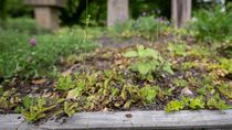 debate sobre bichos: ¿las ciudades pueden salvar a los insectos del campo?