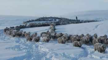 Productores rurales estiman que en toda la Patagonia hay un millón de cabezas de ganado en riesgo por las inusuales nevadas y el frío extremo de junio y julio. Productores rurales estiman que en toda la Patagonia hay un millón de cabezas de ganado en riesgo por las inusuales nevadas y el frío extremo de junio y julio.