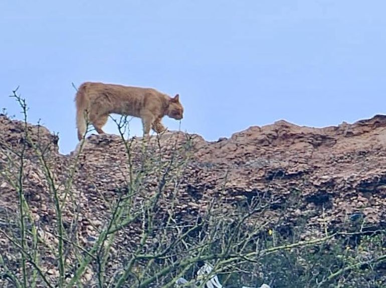 Uno de los pumas que fue filmado por vecinos en el barrio Nueva España. Los buscan en la noche para atraparlo.
