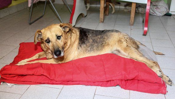 Adopción: Nona