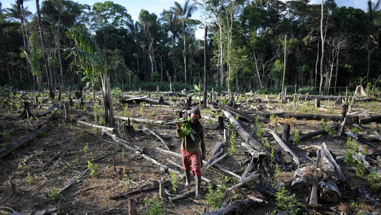 Advertencia mundial por pérdida de selvas vírgenes