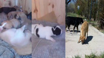 buscan a la persona que prendio fuego una cucha con cachorros buscan a la persona que prendio fuego una cucha con cachorros