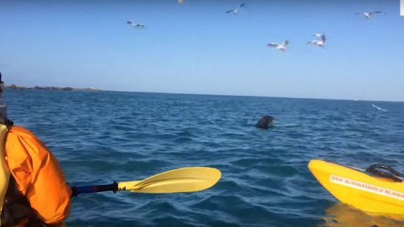 Mirá el duelo mortal entre una foca y un pulpo