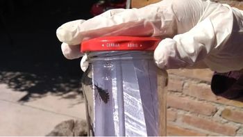 Las vinchucas se distribuyen en una amplia zona de Río Negro, principalmente en los valles. Las vinchucas se distribuyen en una amplia zona de Río Negro, principalmente en los valles.