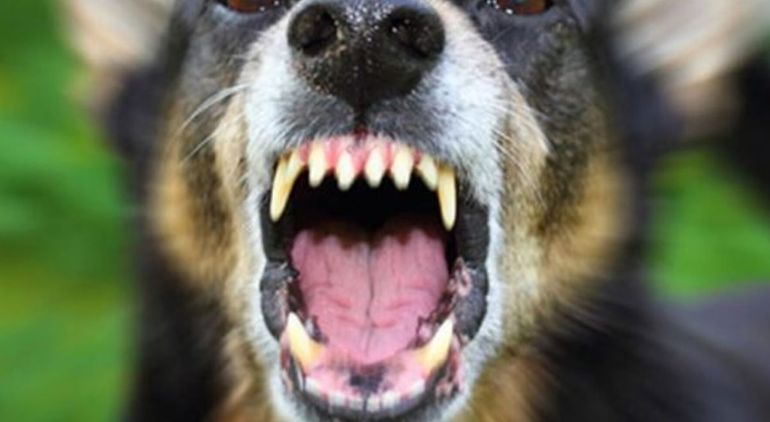 El perro atacó a la niña