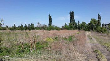 vecinos de guerrico y allen, en alerta por la presencia de un puma vecinos de guerrico y allen, en alerta por la presencia de un puma