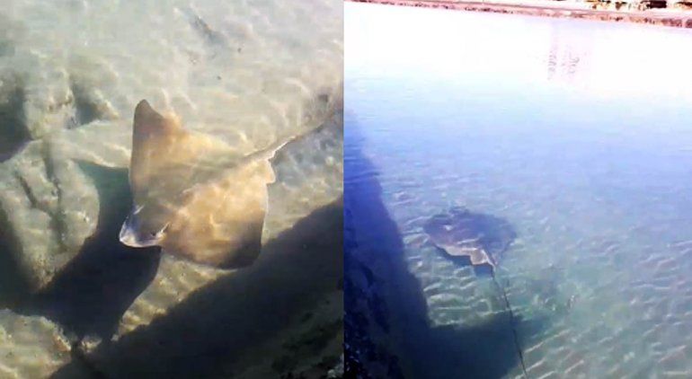 Susto: una raya causó miedo en los piletones de Las Grutas