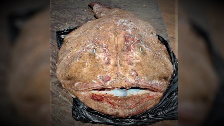 Un barco pesquero atrapó un extraño pez en el golfo San Matías