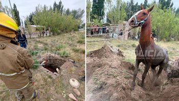 rescate de un caballo que se escapo y cayo a un pozo ciego rescate de un caballo que se escapo y cayo a un pozo ciego