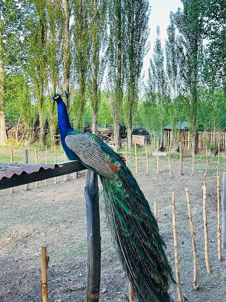 La diversidad de aves