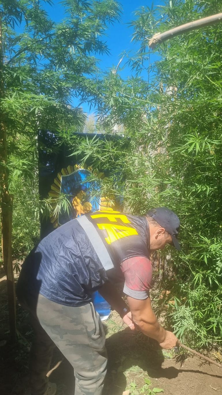 La Policía halló una huerta de marihuana en Fernández Oro. Foto: gentileza.