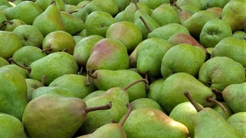 El Alto Valle de Río Negro enfrenta una merma productiva cercana al 20%, aunque el mercado internacional muestra firmeza y mejores cotizaciones. | LMCipolletti.com El Alto Valle de Río Negro enfrenta una merma productiva cercana al 20%, aunque el mercado internacional muestra firmeza y mejores cotizaciones.