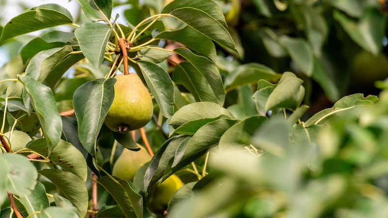 Menor disponibilidad de peras para la exportación, fue una de las claves de esta desaceleración. | LMCipolletti.com Menor disponibilidad de peras para la exportación, fue una de las claves de esta desaceleración.