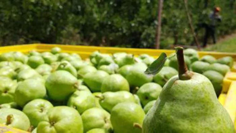 La fruta guardada en atmósfera