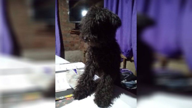 Denuncian a un bombero por matar a palazos a un caniche