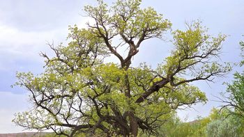 El sauce criollo es el único árbol autóctono de las riberas fluviales de los valles de la región. Todavía no está en peligro, pero está sometido al avance riesgos de especies exóticas. Es un deber protegerlo y concientizar, como se hará este sábado. El sauce criollo es el único árbol autóctono de las riberas fluviales de los valles de la región. Todavía no está en peligro, pero está sometido al avance riesgos de especies exóticas. Es un deber protegerlo y concientizar, como se hará este sábado.