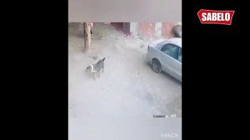 gato heroe le salvo la vida a un nino atacado por un perro