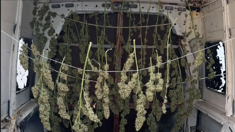 El operativo secuestró 1,273 kilos de cogollos de marihuana secos y listos para la venta.