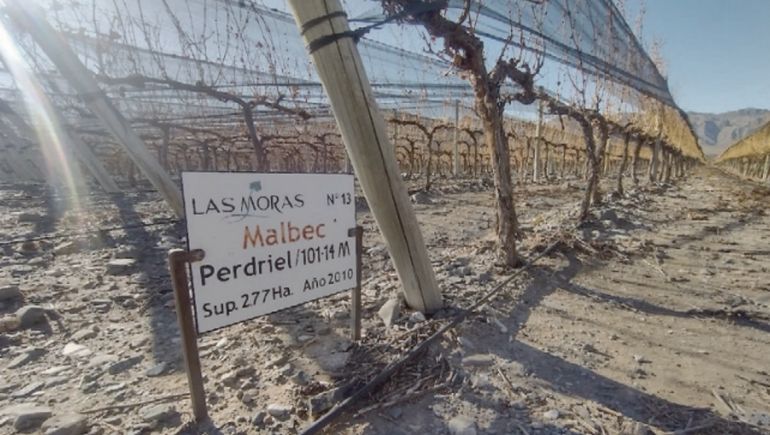 ¿Por qué el Malbec? Breve historia de un éxito